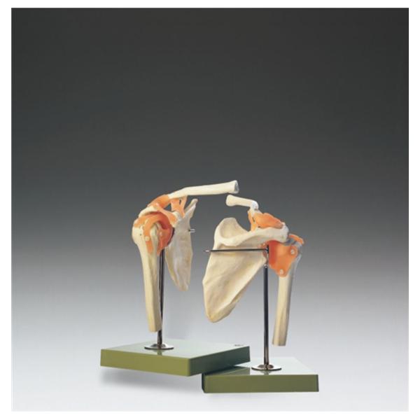 Shoulder Joint Function Model Anatomical Right EA
